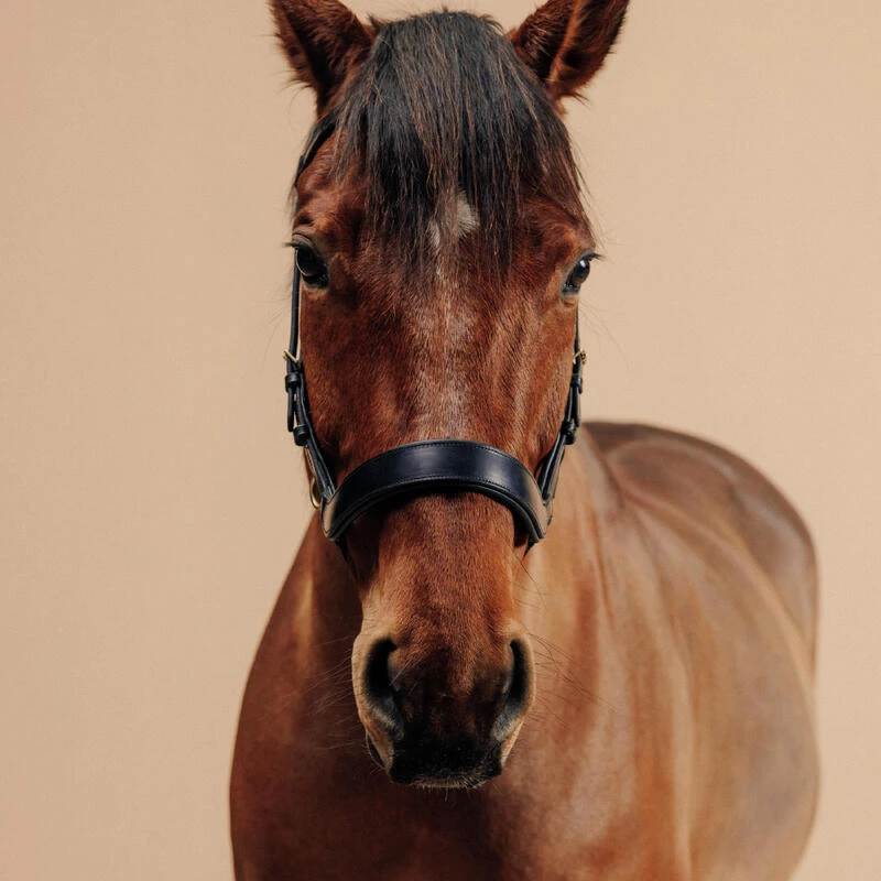 Filet Sans Mors équitation Cheval Et Poney - Noir 6 Filet Sans Mors équitation Cheval Et Poney - Noir – Image 4