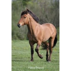 Le Henson - Cheval De La Baie De Somme -Maître Équestre le henson cheval de la baie de somme 3