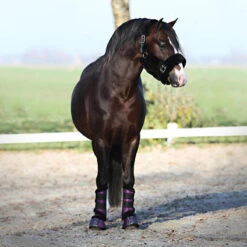 Licol Suave Horsegear Noir -Maître Équestre licol suave horsegear noir 2