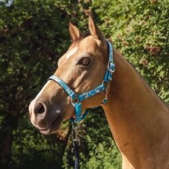 Licol Sweetie Epplejeck Bleu Clair -Maître Équestre licol sweetie epplejeck bleu clair 3