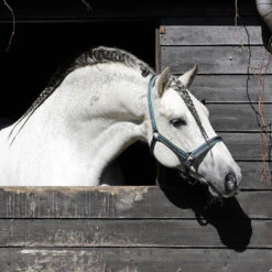 Licol Zari Horsegear Vert Foncé -Maître Équestre licol zari horsegear vert fonce 1