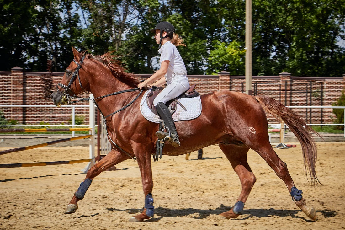 Maître Équestre -Maître Équestre young rider wearing horse riding equipment